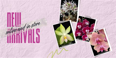 Orchid-tree | Premium Quality Orchids Plants Online India – Orchid-Tree