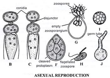 Doc: Albugo Or Cystopus - Class 11 PDF Download