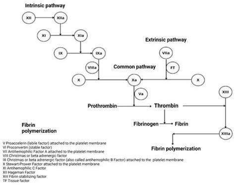 Haemophilia A: A Review of Clinical Manifestations, Treatment ...
