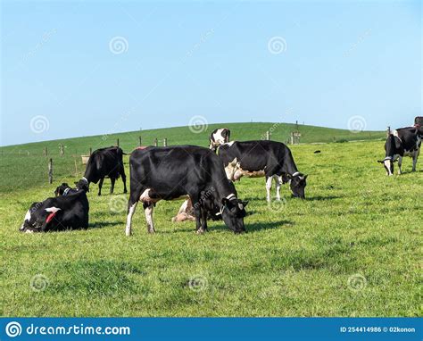 Free Grazing Cows in a Field on a Sunny Day. Clear Blue Sky Over Green ...