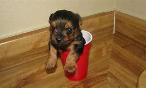 Image result for Teacup Chihuahua Full-Grown Size