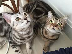shorthair cat fascinating facts about domestic shorthair cats shorthair cat fascinating facts about domestic shorthair cats
