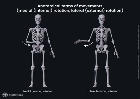 Anatomical Terms Of Movement Flexion Rotation Anatomical Movements