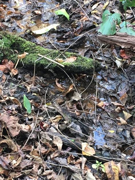 Image result for Tapping a Natural Spring