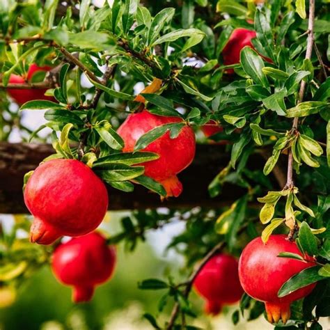 Explore Our Grafted Fruit Plants Collection – CELGEN Biotech
