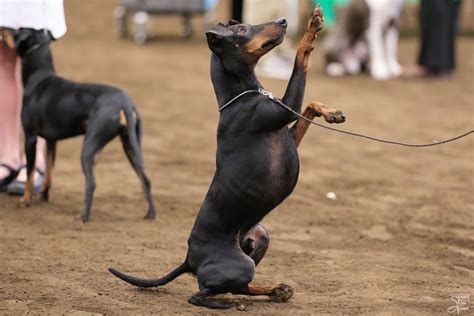 IABCAs 2025 Cornhusker Sieger Intl All-Breed & Rare Breed DOG SHOW ...