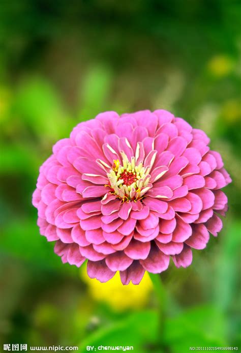 淡绿色的百日菊为夏花的盛开增添了另一种不同的色彩……