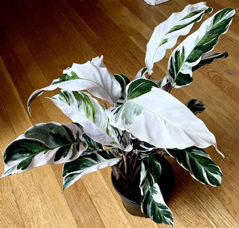 Non-Toxic Calathea ‘Stella’ Plant in 6in. Pot / Free Delivery Available for Sale in Seattle, WA ...