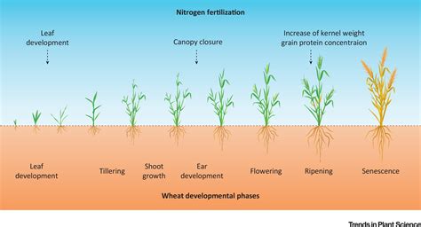 How Does Fertilizer Affects Plant Growth And Development at Helen Cummings blog