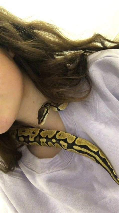 Image result for Ball Python Cuddling