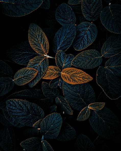 8K Mobile Wallpapers - 4k, HD Backgrounds on WallpaperBat