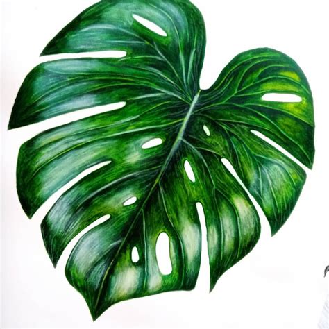 Watercolor Monstera Leaf by Sisa in Wonderland | Pintura de planta ...