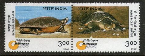 India 2000 Endangered Species Turtle Olive Ridley Millepex Amphibian se ...