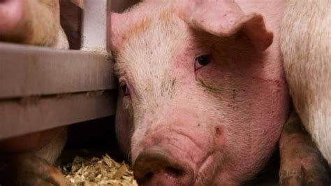 Python Kills Pig 的图像结果