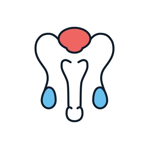 Image result for Male Reproductive System Easy Drawing