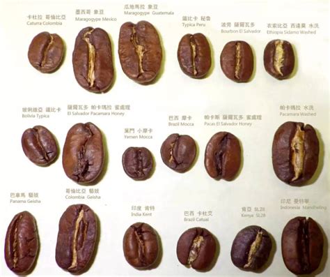 中国咖啡豆植物图片,野生咖啡豆图片大全 - 伤感说说吧