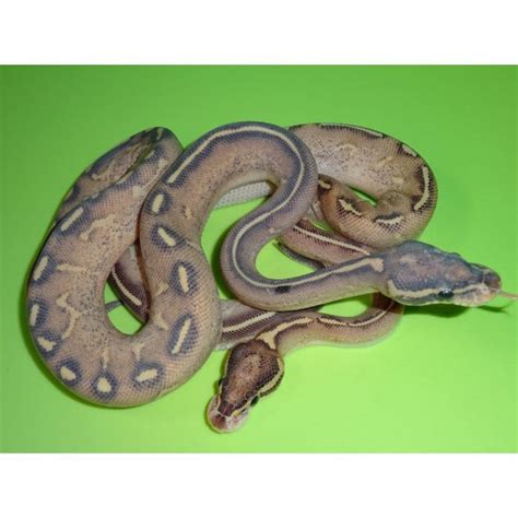 Highway Ball Python 的图像结果