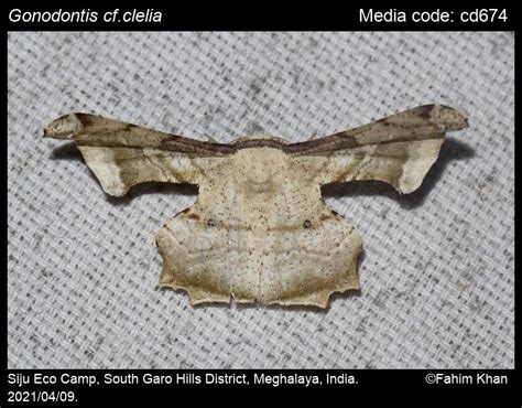 Gonodontis clelia (Cramer, [1780]) - | Moths