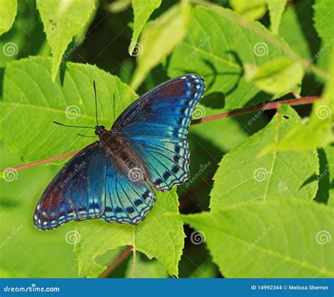 Blue and black butterfly stock photo. Image of black - 14992344
