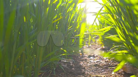 草甸上的萌芽图片-阳光明媚的草甸上的萌芽素材-高清图片-摄影照片-寻图免费打包下载