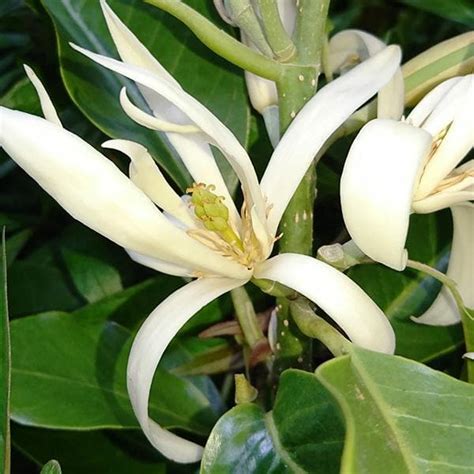 Buy Michelia Champa Son Champa ( White ) - Plant online from ...