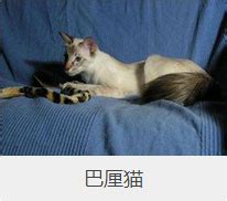 【宠物猫种类】宠物猫种类有哪些，宠物猫种类介绍_PClady百科_太平洋时尚网