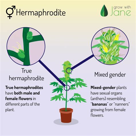 Identify male, female and hermaphrodite Cannabis plants