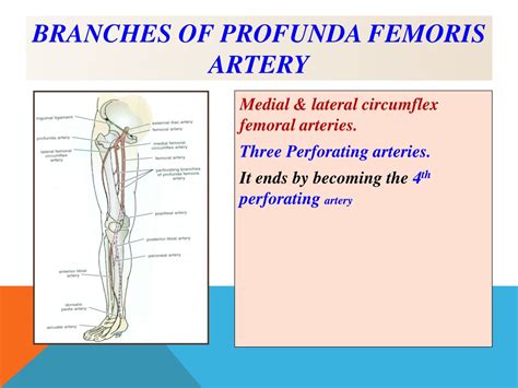 PPT - Understanding Arteries and Veins of the Lower Limb PowerPoint ...