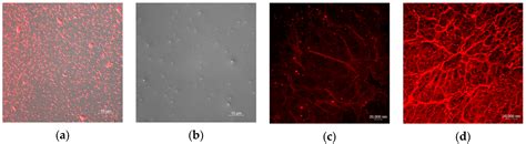 Design, Synthesis and Characterization of a Novel Type of Thermo ...