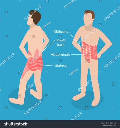 Core Muscles 的图像结果