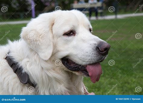 Polish Tatra sheepdog stock photo. Image of pets, polish - 94413690