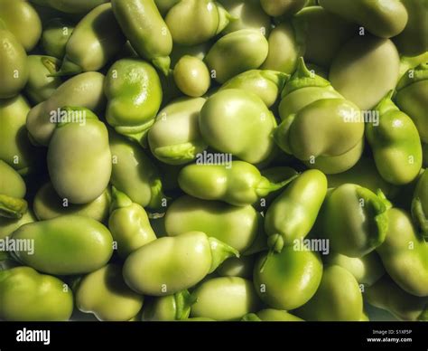 Vicia faba, also known as Broad beans, fava bean, faba bean, field bean ...