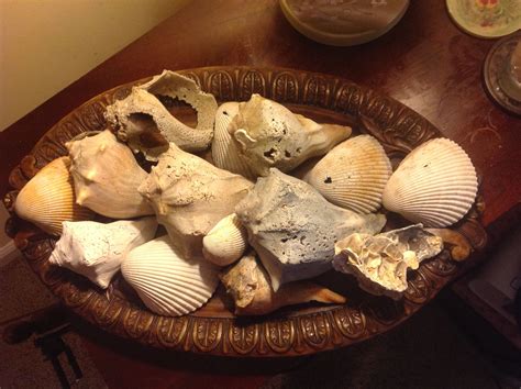 Image result for SC Shells