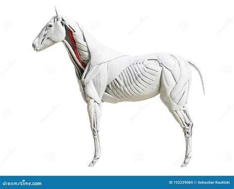 The Equine Muscle Anatomy - Longus Colli Stock Illustration | CartoonDealer.com #152239084