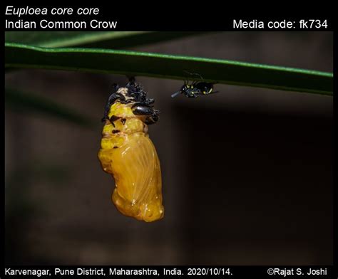 Euploea core | Butterfly