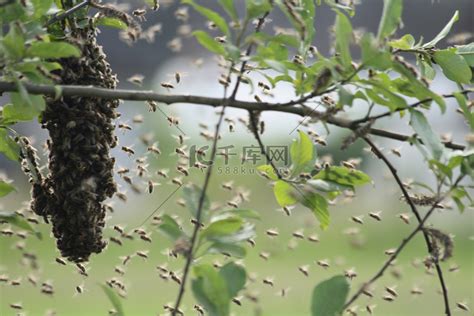 蜂群的组成及分工 - 新手养蜂 - 酷蜜蜂
