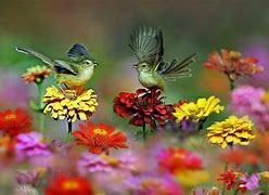 Image result for Spring Flowers and Birds