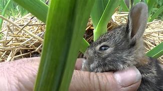 Image result for Wild Baby Bunnies Care