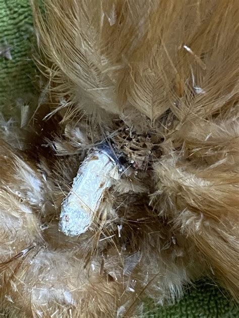 Feather Follicle Cysts in Chickens - Rafael Rooster Tries Life as a Unicorn — Randy's Chicken Blog