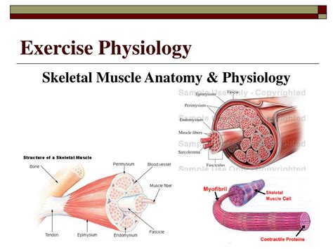 Exercise Science 的图像结果