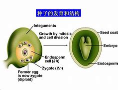 珠心 的图像结果