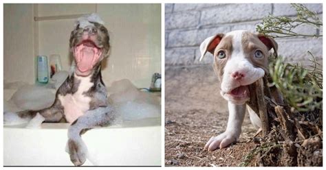 Image result for Terrifying Pit Bull