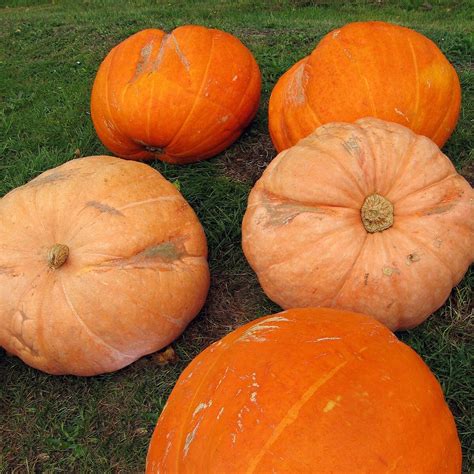 Pumpkin 'Gele Centenaar' (Cucurbita maxima) seeds