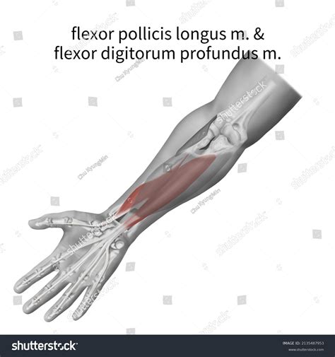 Flexor Pollicis Longus Tendon