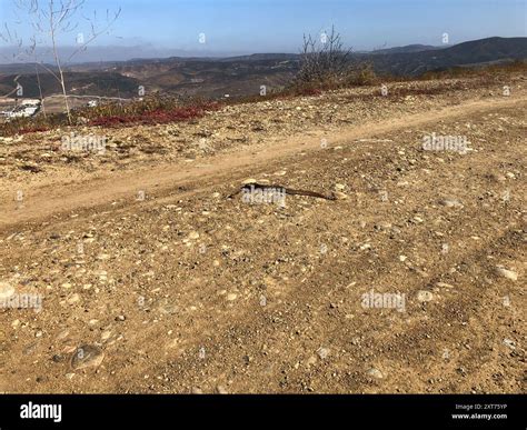 Red Diamond Rattlesnake (Crotalus ruber) Reptilia Stock Photo - Alamy