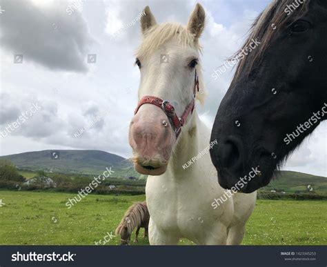 15 Gypsy Vanner Moustache Horse Royalty-Free Images, Stock Photos ...