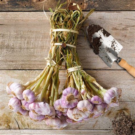 How To Grow Lavender Plant Height & Care