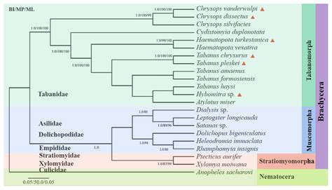 Phylogenetic Analysis of Mitochondrial Genome of Tabanidae (Diptera ...