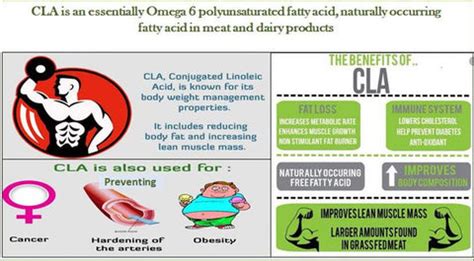 Conjugated Linoleic Acid for Muscle Mass and Body Fat