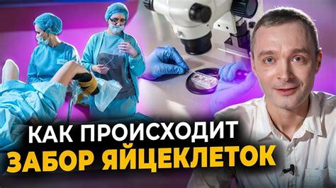 Сколько яйцеклеток в одном фолликуле при стимуляции ЭКО нужно для ...